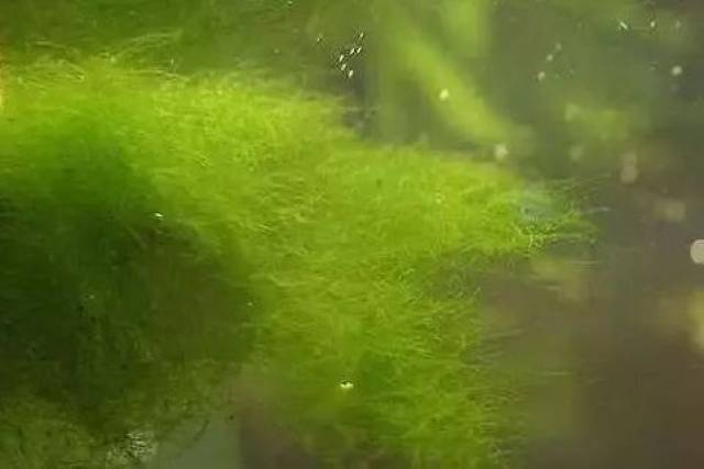 青苔水的危害及预防