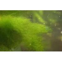青苔水的危害及预防