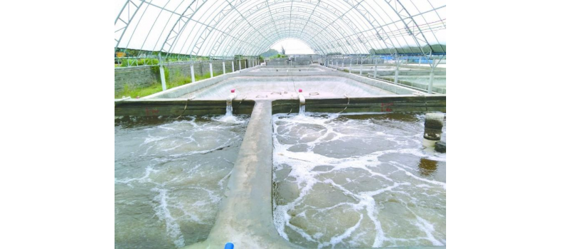 养虾先养水！养水的关键核心原来是它！